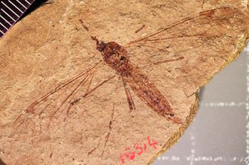 Media type: image;   Entomology PALE-1161